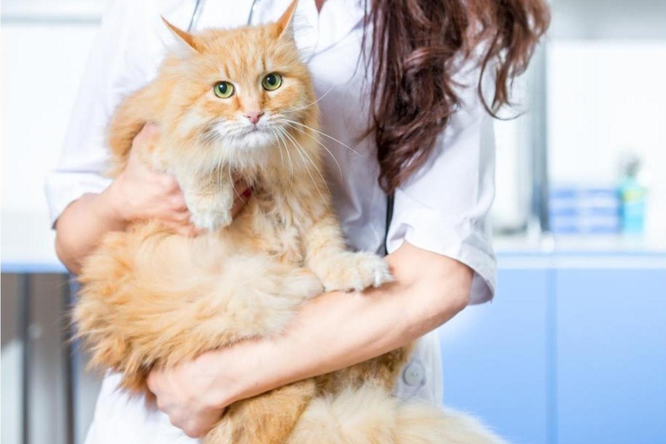 Кастрация кота