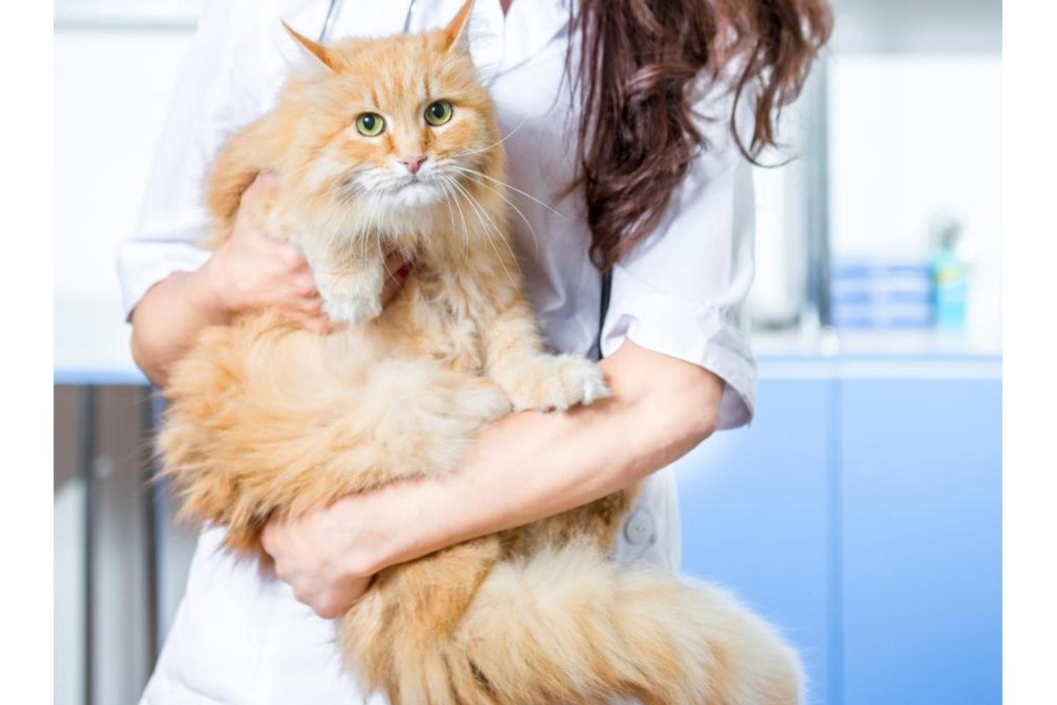 Кастрация кота